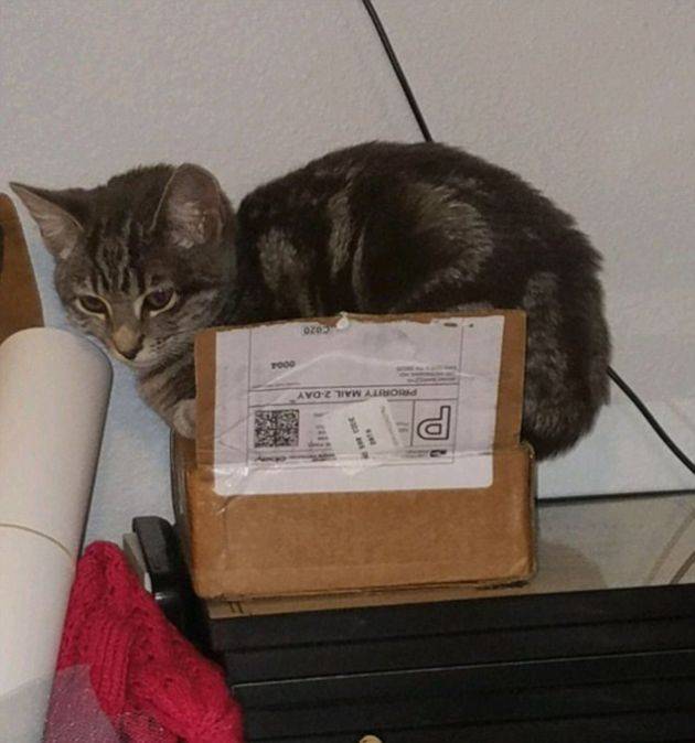 Почему кошки любят коробки, версии с точки зрения специалистов, видео