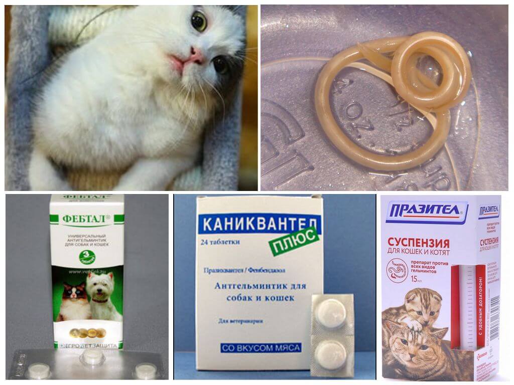 Симптомы глистов у кошек и признаки наличия глистов у кошки