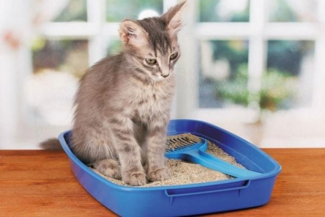 Кошка перестала ходить в лоток – что делать хозяину? - kupipet.ru