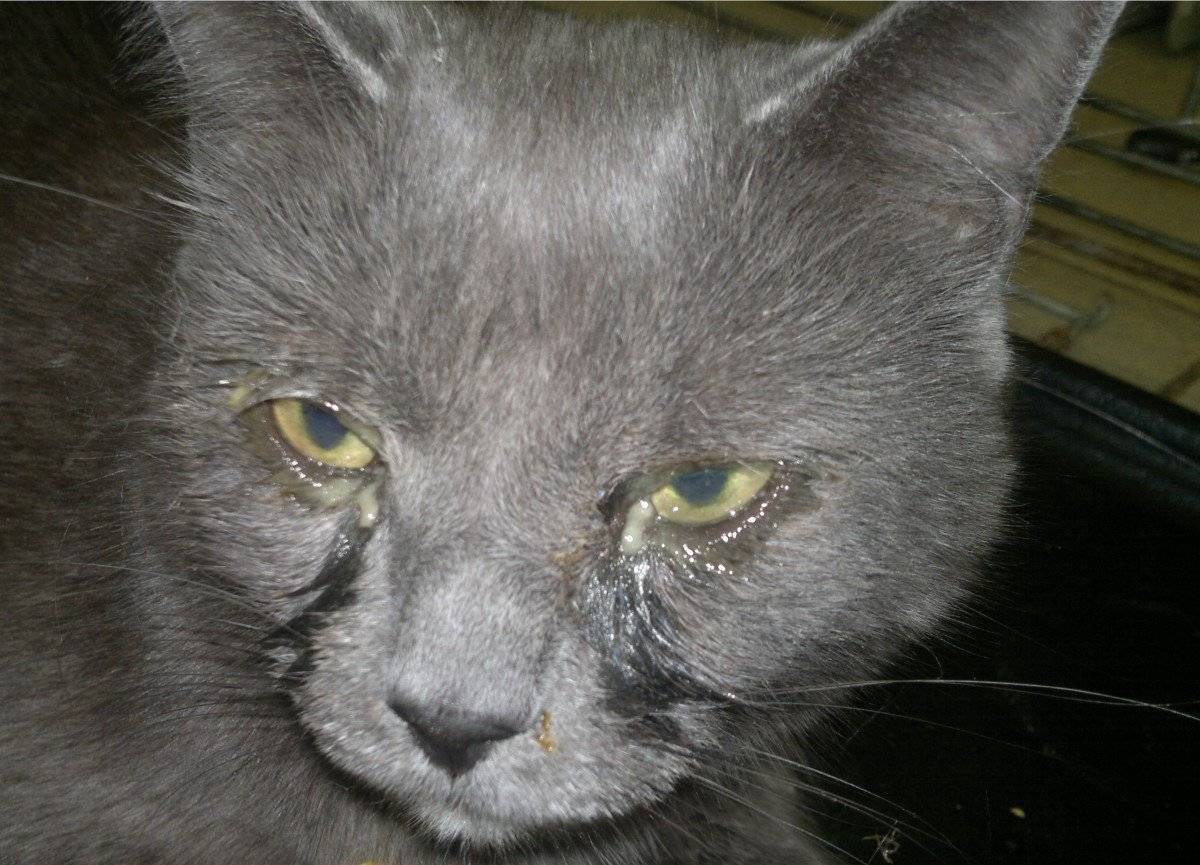 Хламидиоз у кошек: причины и симптомы, первая помощь, лечение