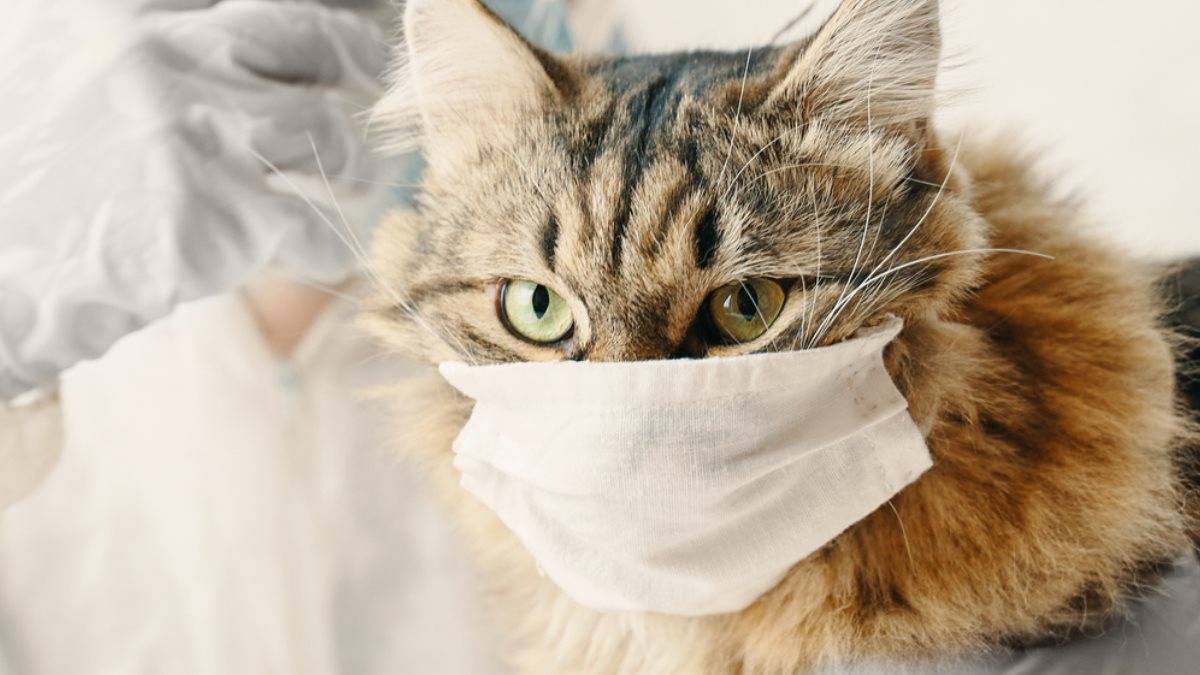Может ли кошка заразиться от человека простудой и каковы причины, симптомы и лечение питомца?