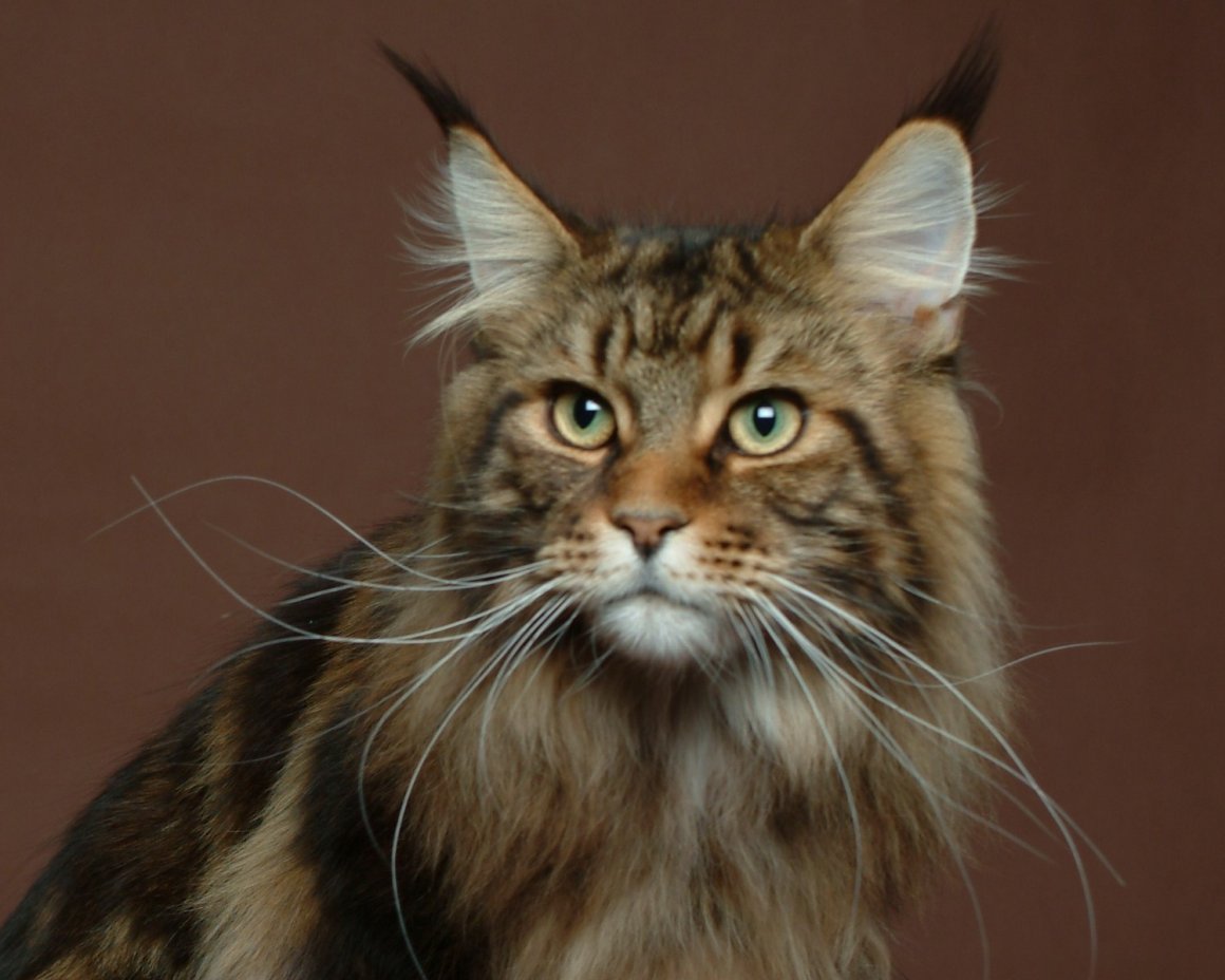 Кошки с кисточками на ушах: мейн-куны, бенгальские, сибирские