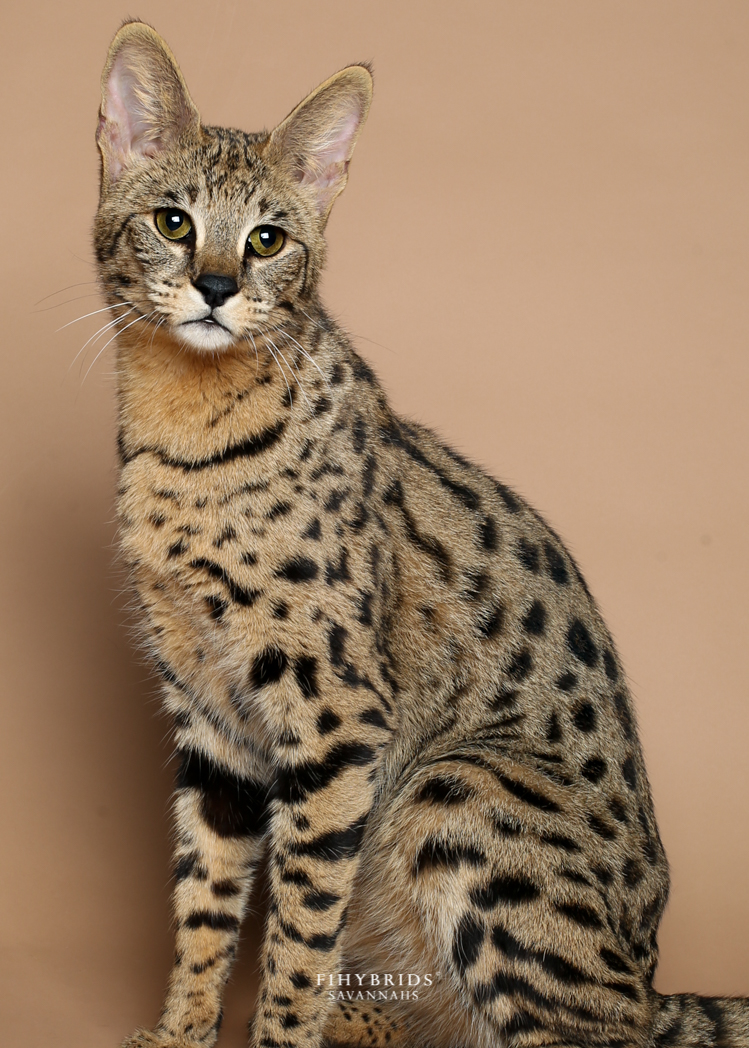 Саванна кошка. описание, особенности и уход за породой кошек саванна | животный мир