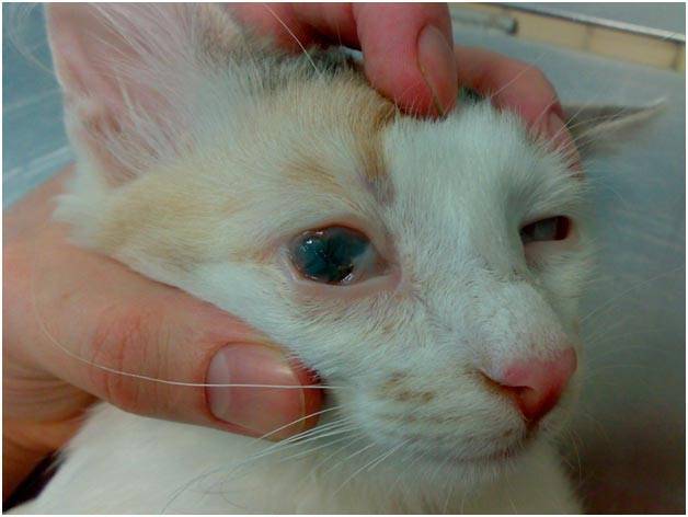 Болезни глаз у кошек - симптомы и лечение, в домашних условиях, описание, кровянистые выделения, третье веко, какие бывают, гноятся, блафарит, бельмо с краю