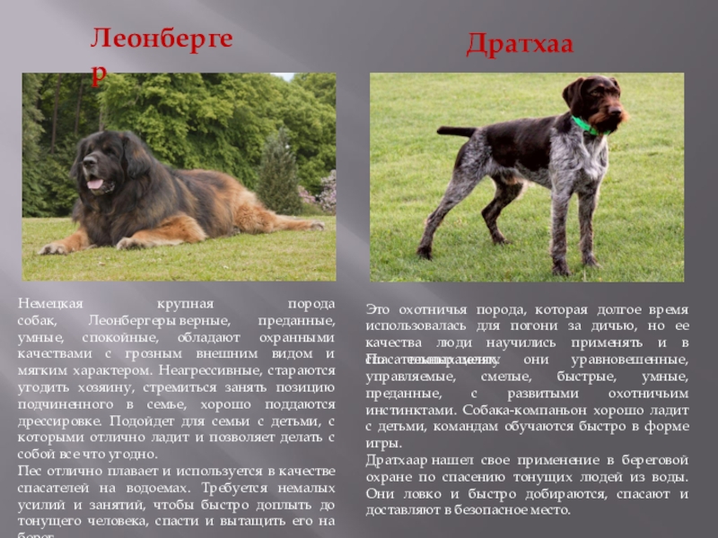 Леонбергер - описание породы и характер собаки
