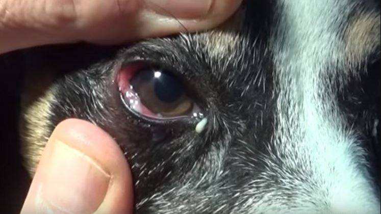 Красный глаз у собак: когда лучше пойти к ветеринару?