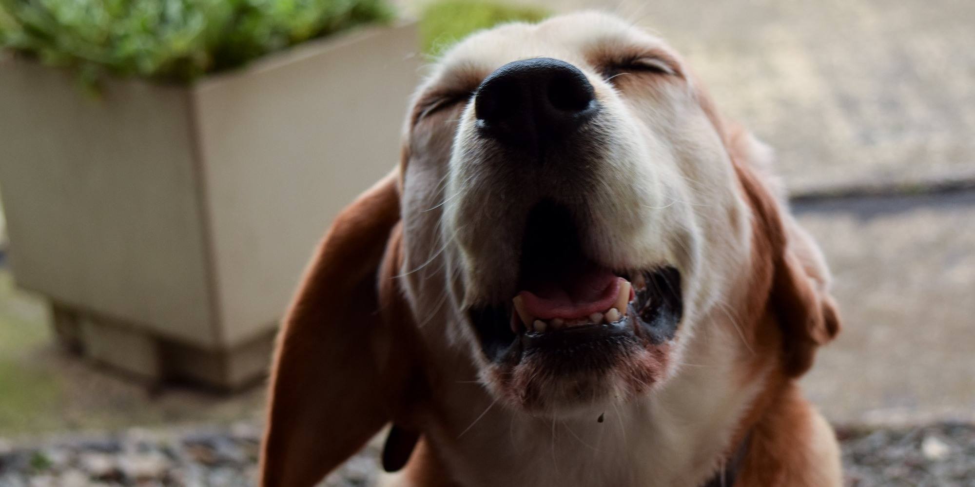 Почему той терьер постоянно чихает. почему собаки начинают фыркать и чихать, причины и как лечить