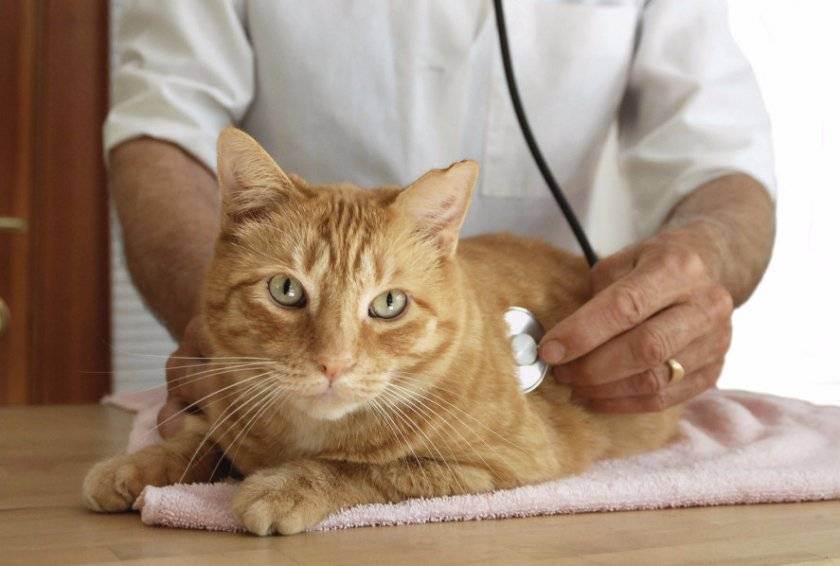 Острый и хронический панкреатит у кошек, причины, диагностика, лечение, прогноз