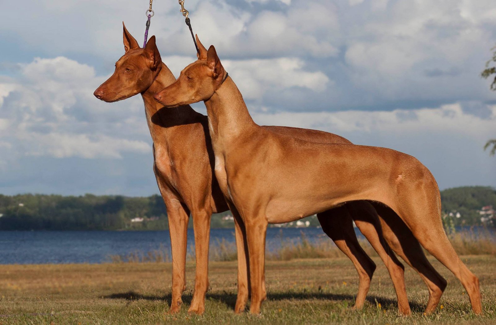 Топ 10 самых редких пород собак в мире - с названиями и фотографиями