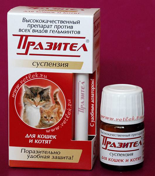Обзор глистогонных препаратов для кошек — таблетки, уколы, капли и суспензии от глистов