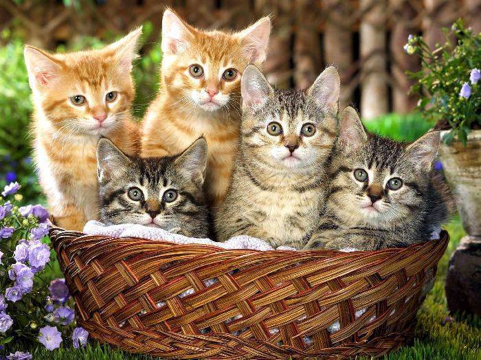 Мифы об уходе за кошками, которые могут стоить им жизни