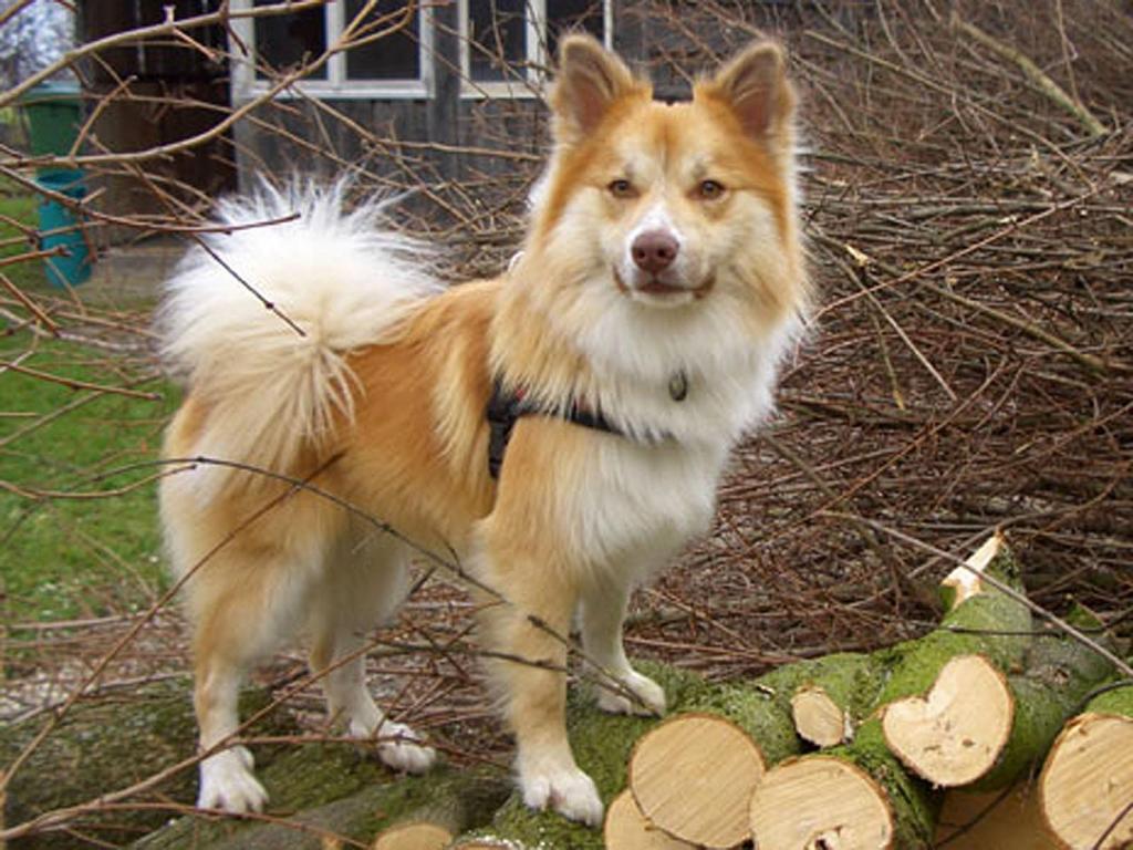Исландская собака фото, описание породы, история происхождения исландской собаки, темперамент, уход, дрессировка и питание | for-pet