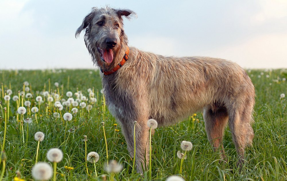 Ирландский волкодав ????: описание породы, характер, окрас, содержание и уход, фото собаки