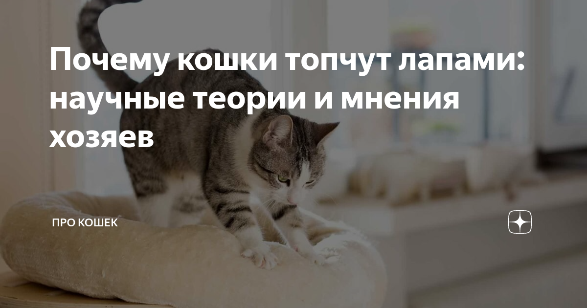 Зачем кошки мнут лапами постель и человека - oozoo.ru