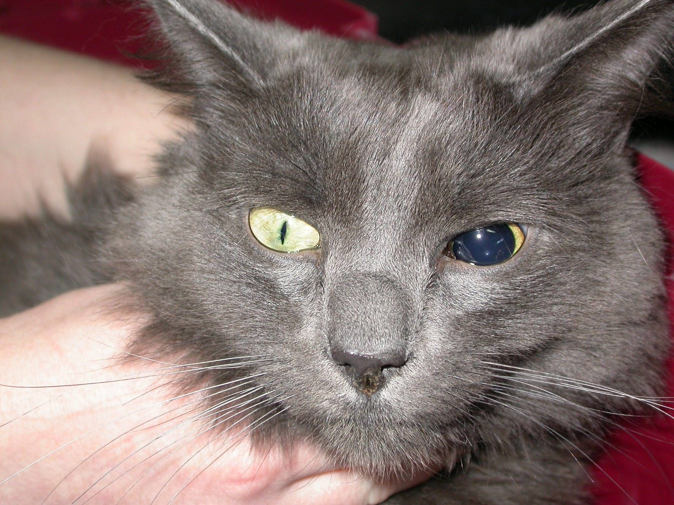 Болезни глаз у кошек - причины, симптомы и лечение