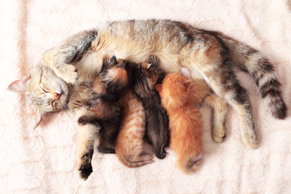 Чем кормить кормящую кошку: с первых дней после родов и до отлучения котят | звери дома
