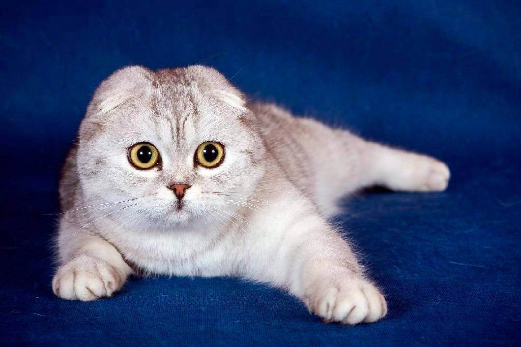 Гангрена у кошек причины виды и признаки