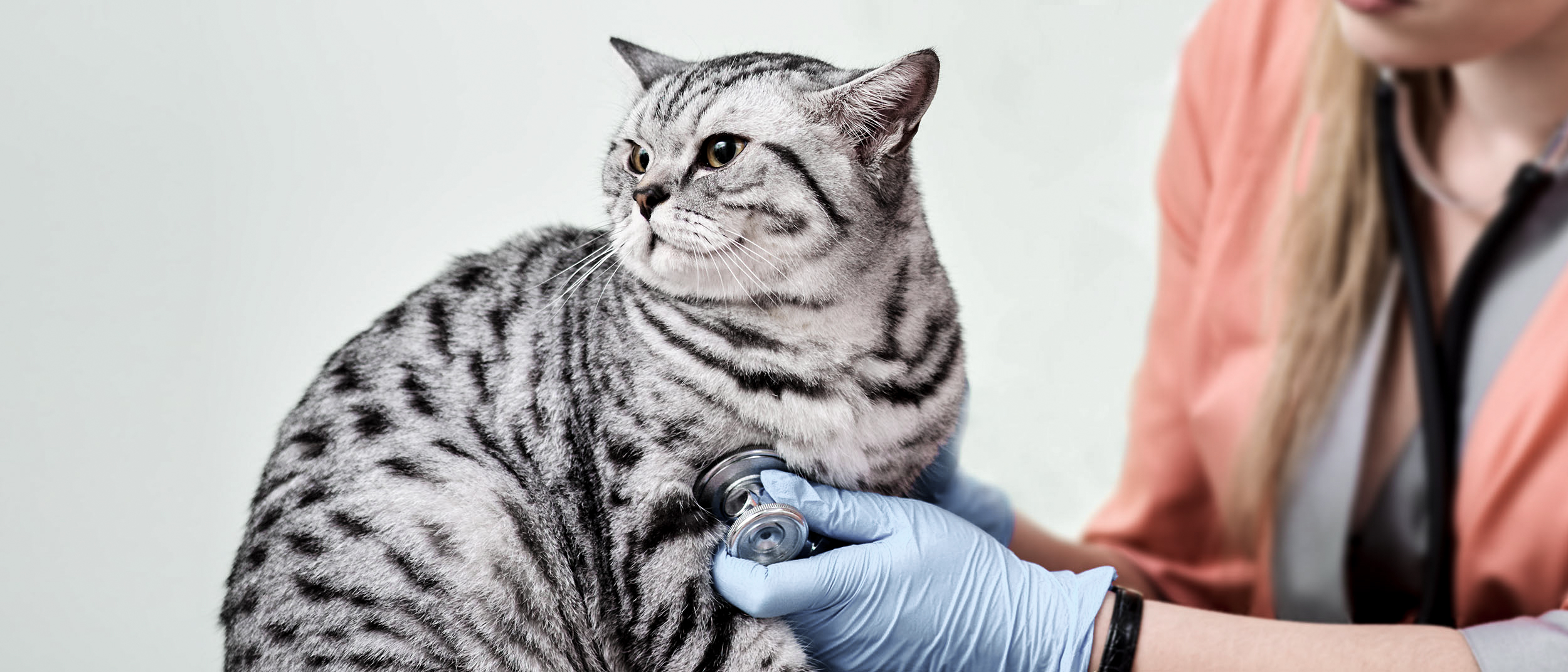 Ожирение у кошек. что  делать с  лишним весом у кошки?