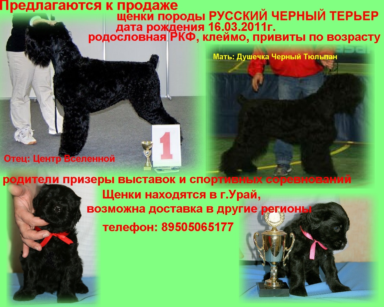 Русский черный терьер: фото и характеристика породы собак