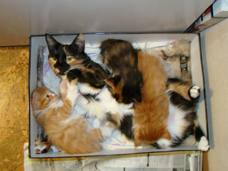 С чего начать бизнес по разведению породистых кошек, как разводить котят?