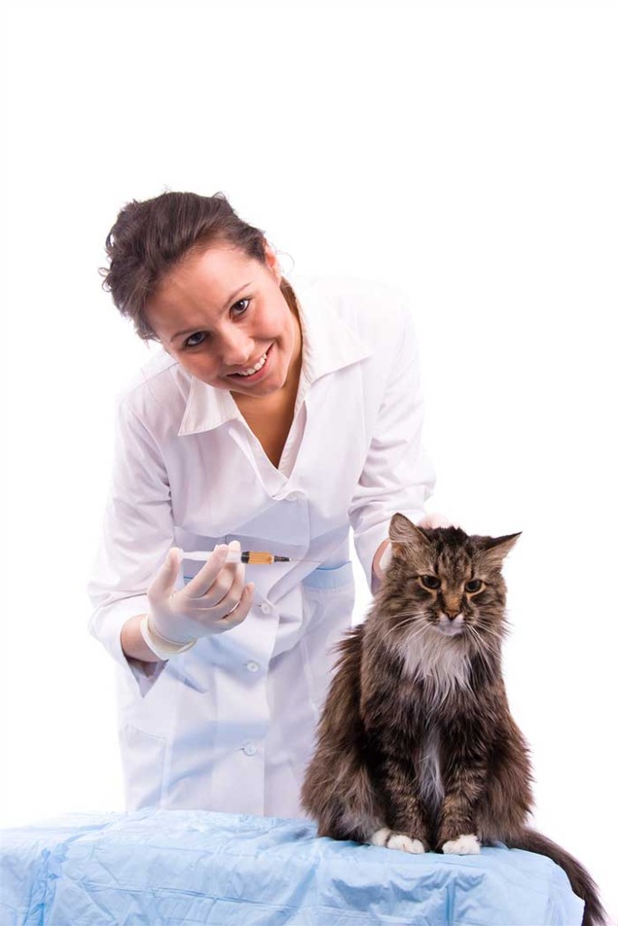 Когда котятам надо делать прививки мейн кун | my darling cats