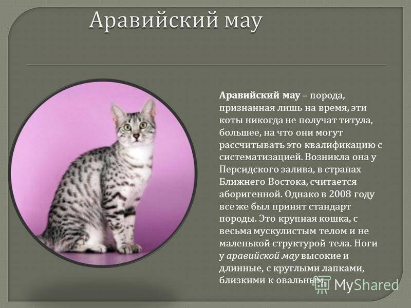 Анатолийская кошка: описание происхождения породы, стандарты, характер, фото