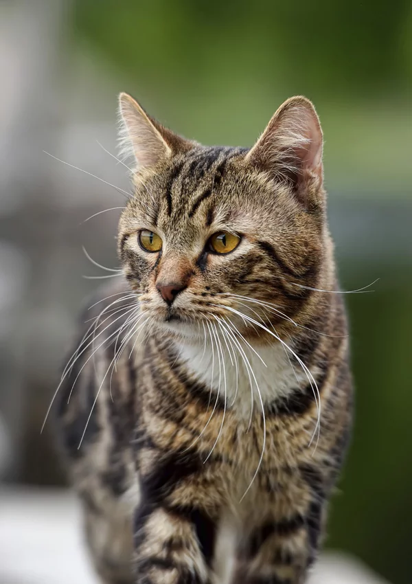 Все, что нужно знать о характере и повадках британских кошек