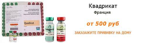 Вакцина от бешенства для кошек