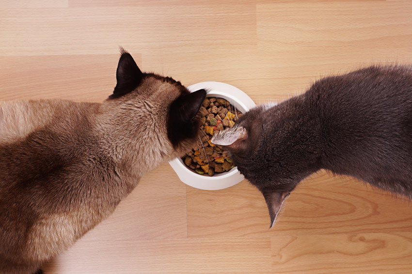 Как правильно кормить сиамского котенка: натуральные и промышленные корма, «возрастные» особенности рациона