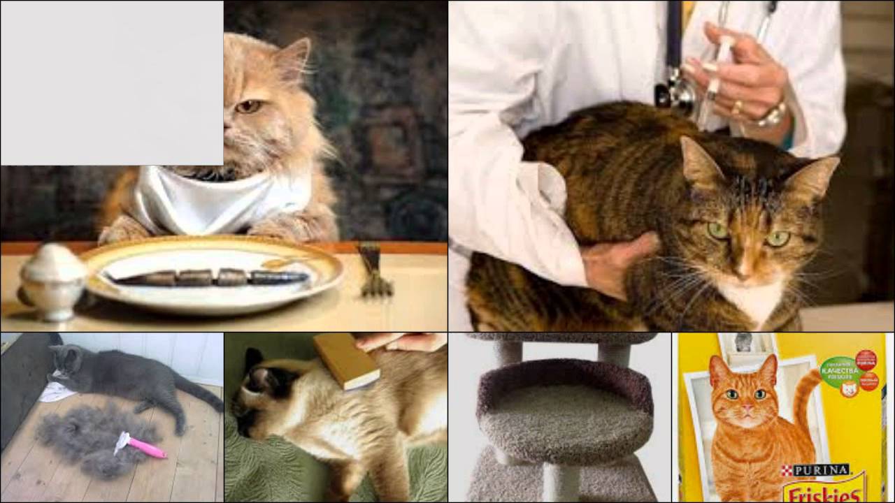 Почему кот рыгает после каждого приёма пищи: что делать, если рыгает пеной? почему кошки срыгивают еду кот часто срыгивает причины