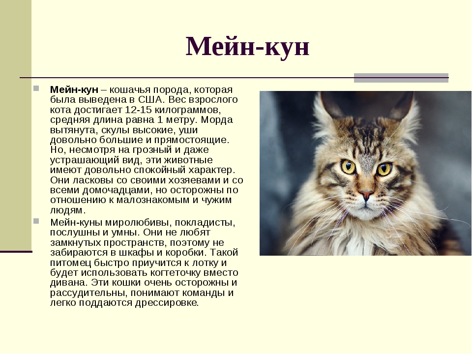 Породы кошек, похожих на рысь: описание, характер, советы по содержанию и уходу, фото