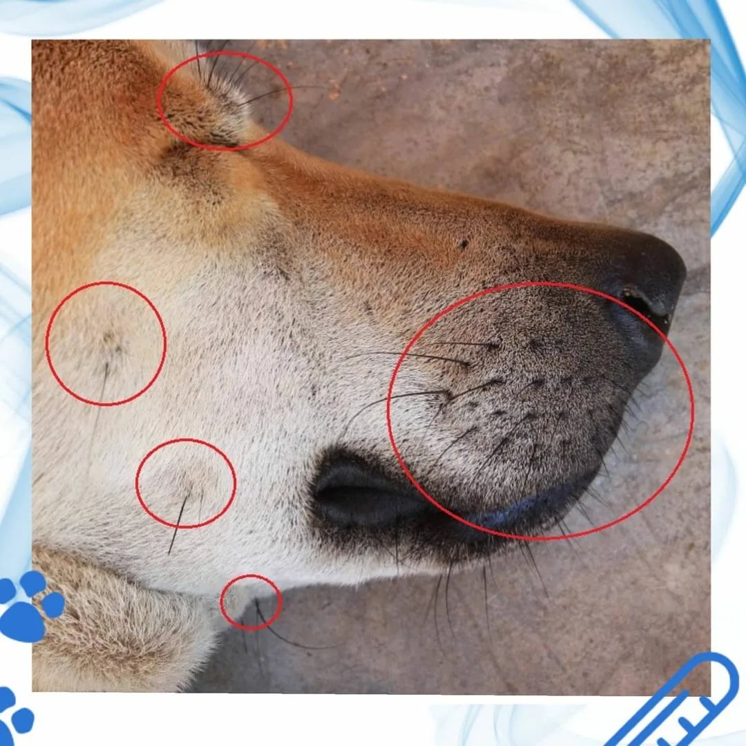 Сухой нос у собаки: причины и действия