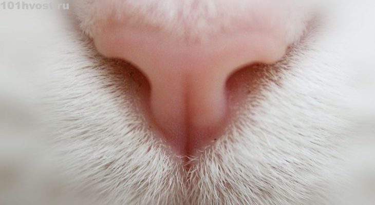 Почему у котов и кошек горячие или холодные уши