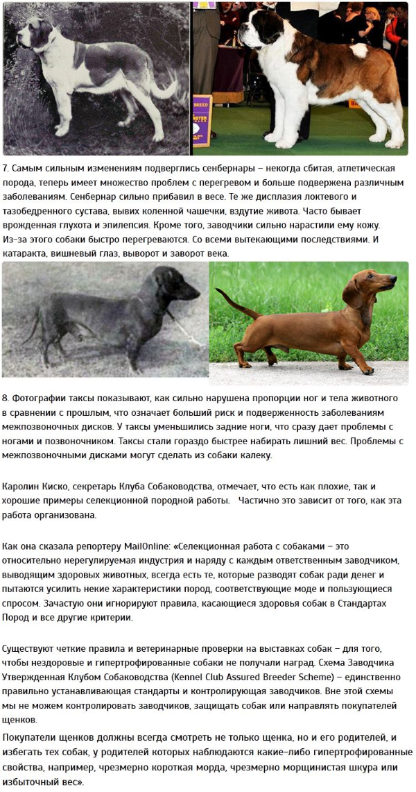 Родезийский риджбек - 125 фото собаки, выбор щенков, характер и характеристика породы