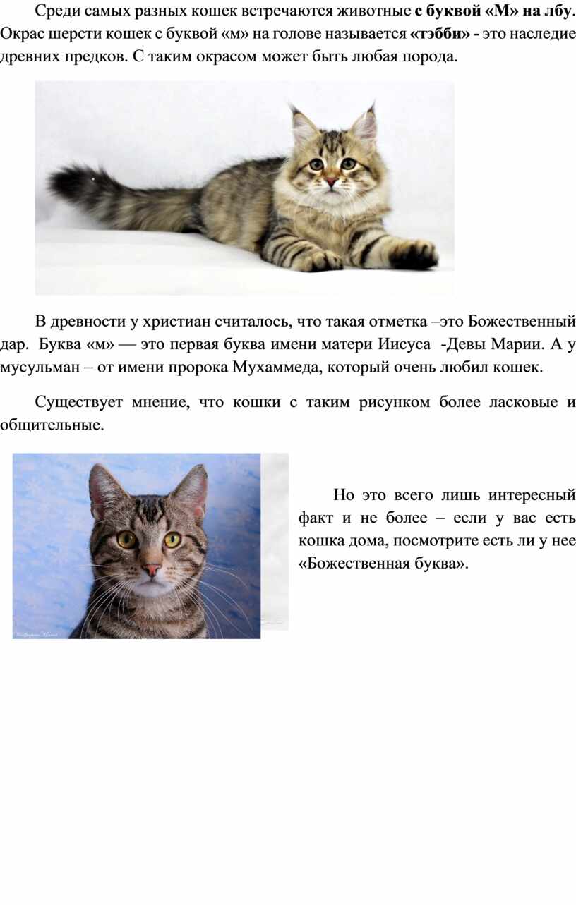 Бенгальская кошка: особенности породы и характер