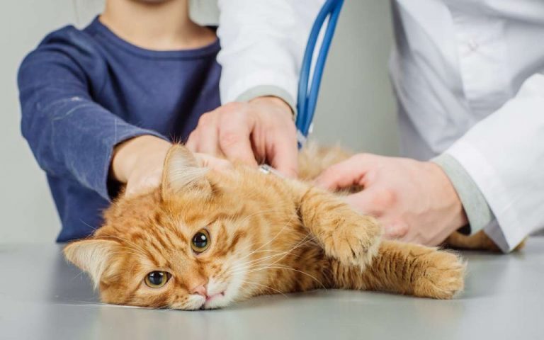 5 причин кашеля у кота - лечение и симптомы