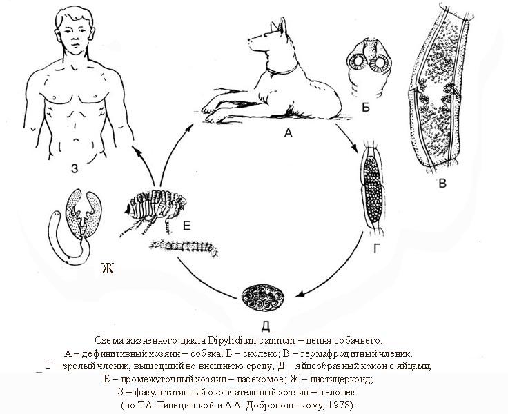 Дипилидиоз (огуречный цепень) у кошек, собак и человека