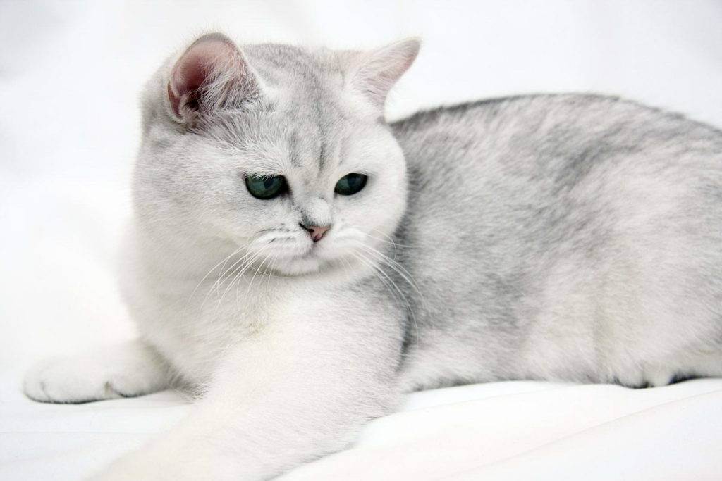 Британская короткошерстная кошка: описание породы