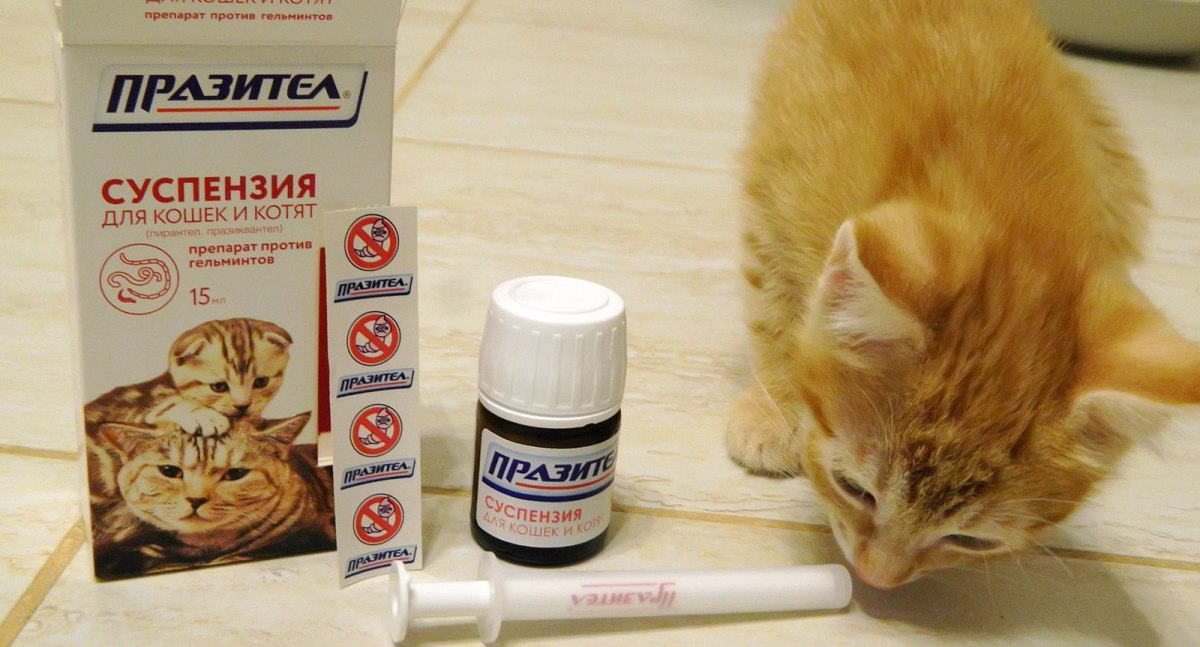 Глисты у кошки: симптомы, таблетки и капли от глистов