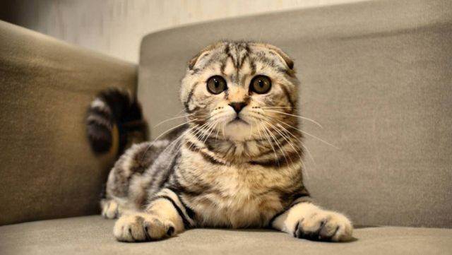 У шотландской или британской кошки понос: причины и лечение. недержание мочи и кала у котов недержание кала у кота британца 2 месяца