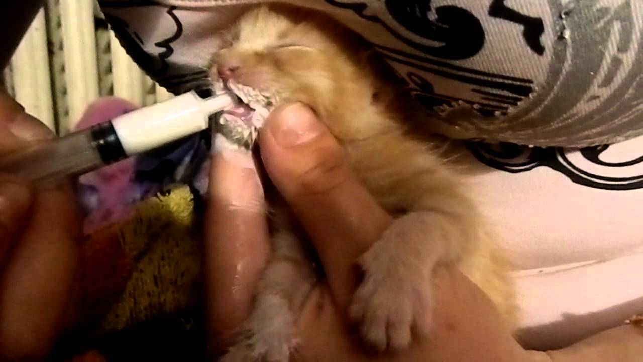 Как правильно открыть кошке рот, чтобы дать ей жидкое лекарство из шприца от глистов: видео урок