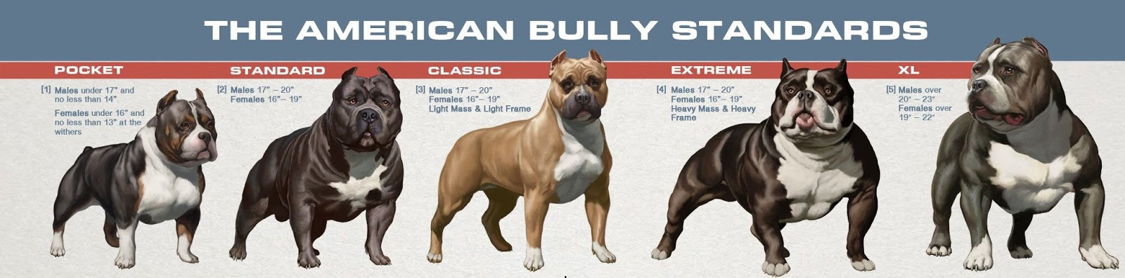Американский булли размеры. Порода собак американский булли. Стандарт собак породы американский булли покет. Американский булли стандарт породы. Булли покет собака американский.
