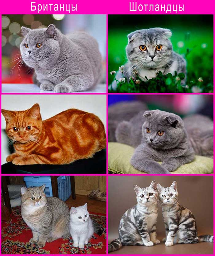 Вислоухий британец и шотландец: ключевые отличия внешнего вида, характера, фото, чем отличаются британские и шотландские кошки