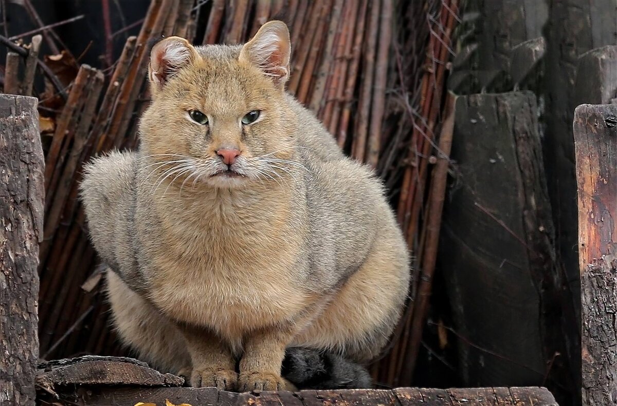 Фото болотного кота