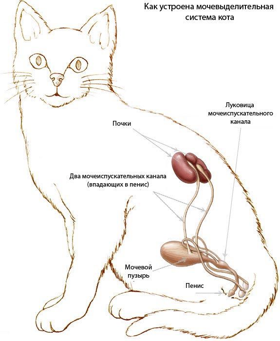 Идиопатический цистит у кошек – причины, развитие, симптомы и лечение заболевания