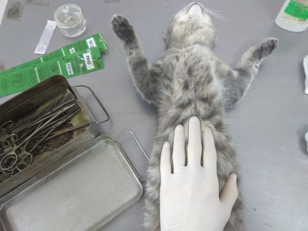 Виды и способы стерилизации кошек: какой вариант лучше всех, безоперационная, можно ли уберечь кошку от беременности без операций