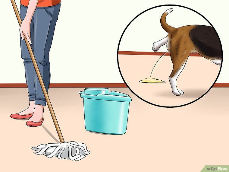 Как отучить собаку гадить дома: приучение к туалету на улице, воспитание, методы и распространенные ошибки хозяев