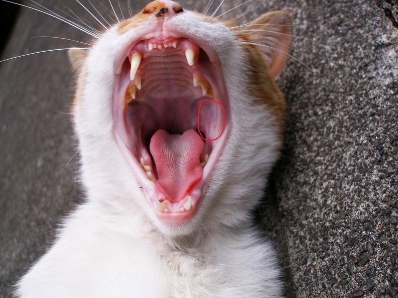Кошка или кот часто и тяжело дышит с открытым ртом: что делать?
