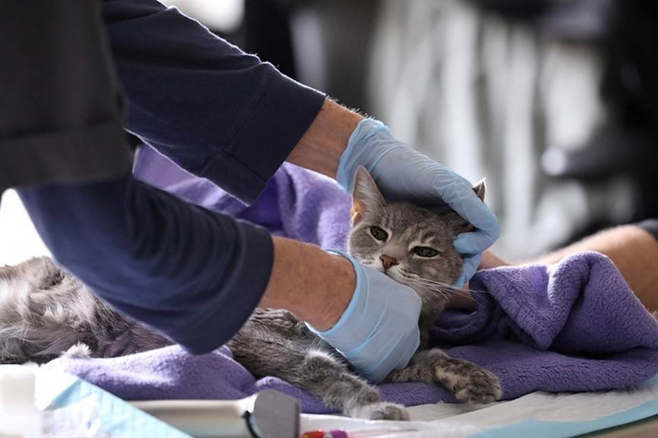 Подвержены ли кошки и собаки коронавирусу и могут ли они заразить человека