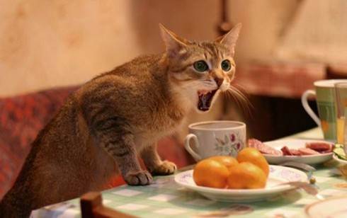 Почему увеличение аппетита у кошки должно насторожить хозяина?